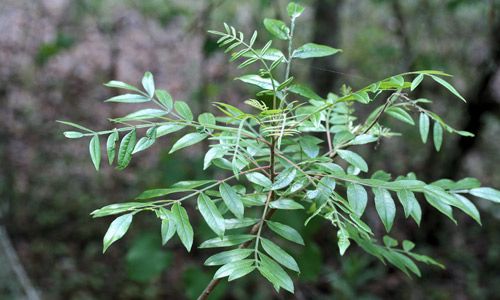 Figure 7. Winged sumac, Rhus copallinum L. (Anacardiaceae).
