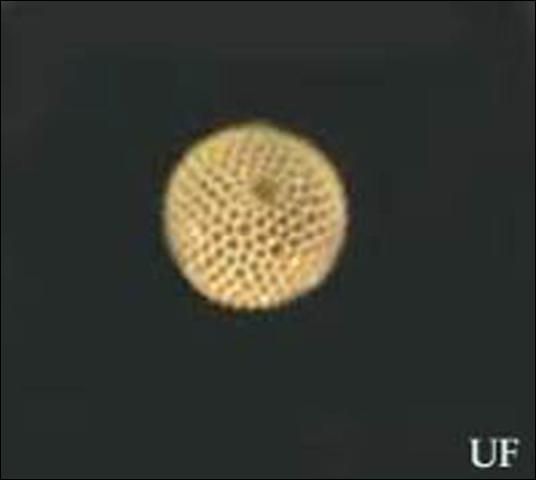 Figure 3. Egg of the red-banded hairstreak, Calycopis cecrops (Fabricius).