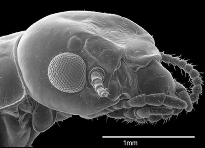 Figure 8. Length with wings 14-16 mm; head width at eyes >= 1.59 mm; eye diameter 0.45- 0.54 mm; frons deeply recessed. . . . . Neotermes jouteli (Banks).