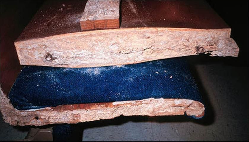 Figure 9. Damage by Coptotermes gestroi (Wasmann) to church pew, Miami.