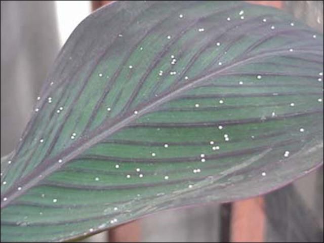 Figure 3. Eggs of the larger canna leafroller, Calpodes ethlius (Stoll), on canna leaf.