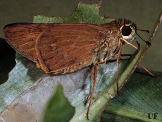 Figure 1. Adult of the larger canna leafroller, Calpodes ethlius (Stoll), in normal resting position.