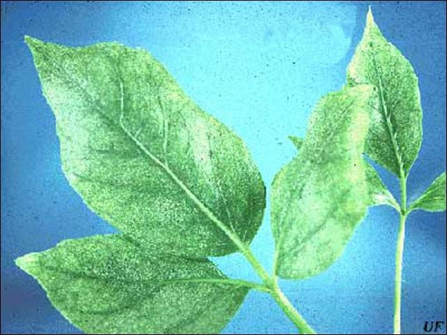 Damage caused by the twospotted spider mite, Tetranychus urticae Koch.
