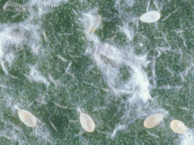 Figure 4. Eggs of the Cardin's whitefly, Metaleurodicus cardini (Back).