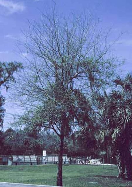 Figure 8. Tree defoliated by larvae of the forest tent caterpillar, Malacosoma disstria Hübner.