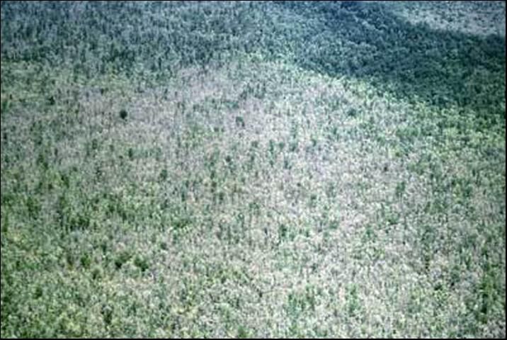 Figure 1. Forest showing an outbreak of the forest tent caterpillar, Malacosoma disstria Hübner, with resulting defoliation.