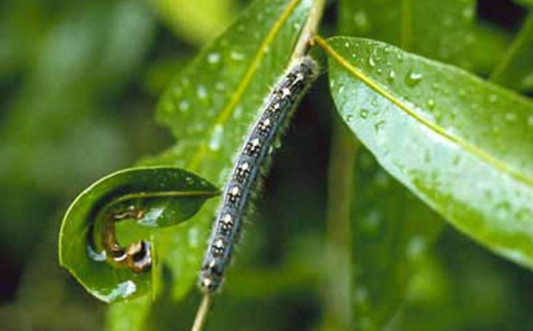 Figure 4. Light color phase larva of the forest tent caterpillar, Malacosoma disstria Hübner.