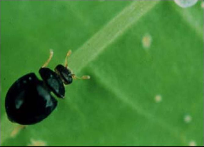 Figure 5. Adult coccinellid predator of whitefly nymphs, Delphastus catalinae.