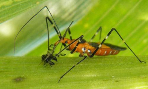 Figure 19. Zelus longipes feeding on Euxesta stigmatias in sweet corn field.