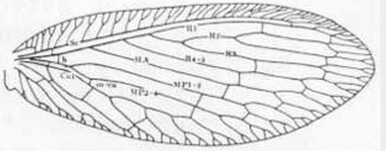 Figure 7. Forewing - Hemerobius stigma Stephens.