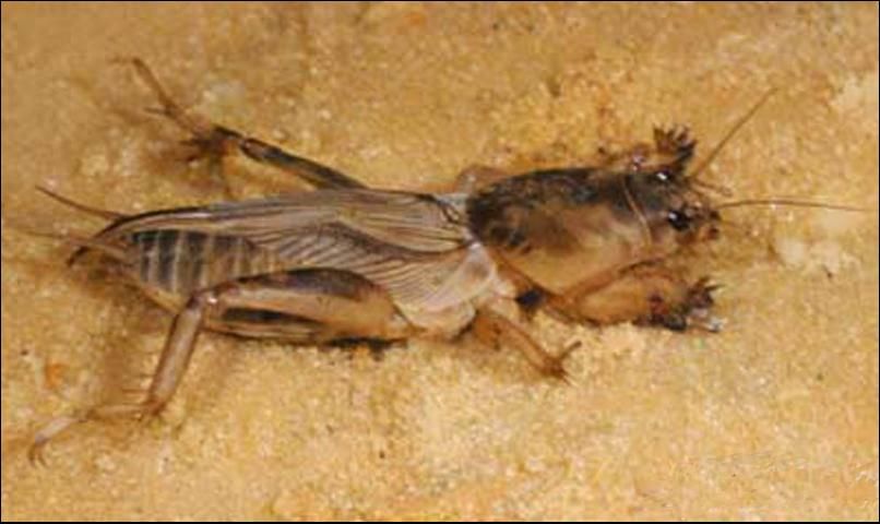 UF/IFAS Featured Creatures IN391