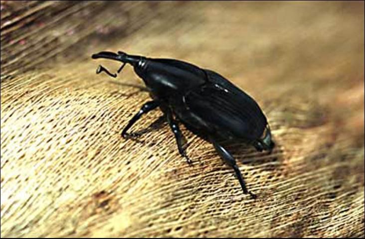Figure 3. The palm weevil Rhynchophorus palmarum acts as the primary vector for red ring nematode, Bursaphelenchus cocophilus, which causes red ring disease in coconut and oil palms.