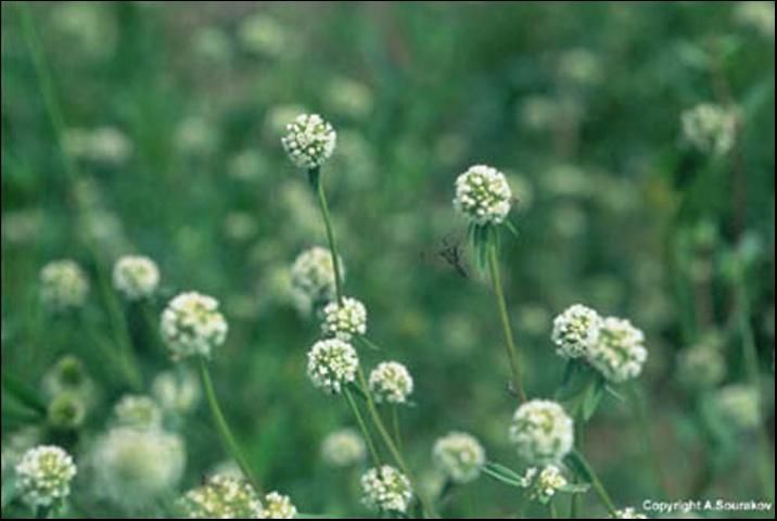 Figure 12. Inflorescences of Spermacoce verticillata, a wildflower that provides a nectar source for adult Larra wasps, have tiny white flowers.