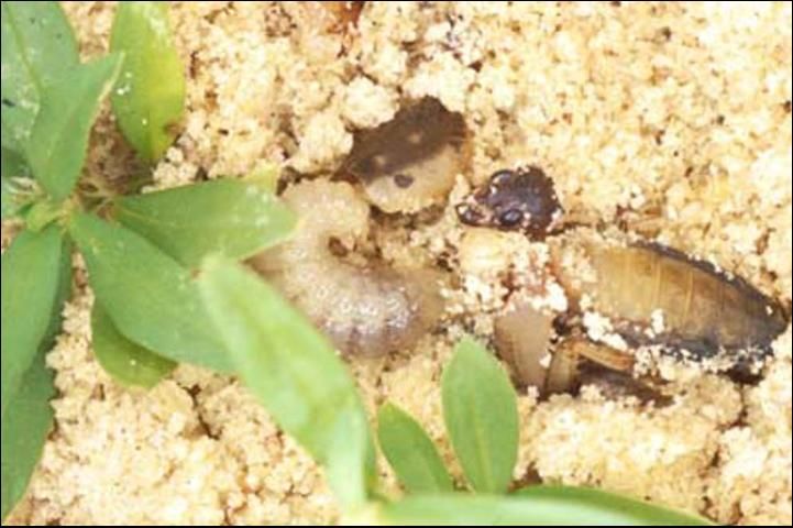 Figure 9. A fully grown larva of Larra bicolor Fabricius near pieces of the mole cricket on which it developed.