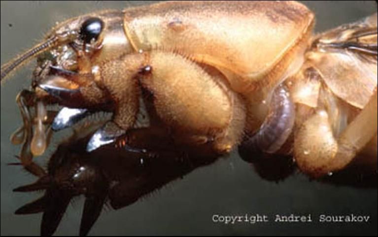 Figure 8. A developing larva of Larra bicolor Fabricius feeding on a mole cricket. The larva is a little to the right of the center of the picture.