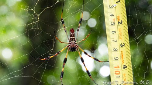 Figure 3. Female golden silk spider, Trichonephila clavipes (Linnaeus), on web.