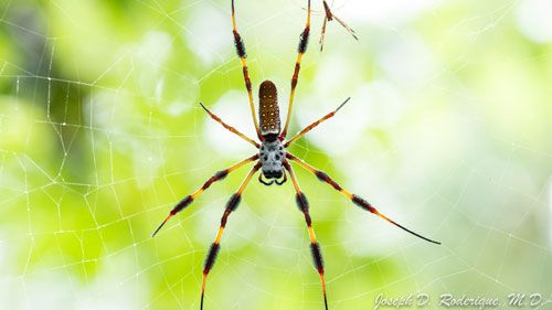 Figure 2. Male and female golden silk spider, Trichonephila clavipes (Linnaeus). Smaller male is in the background.