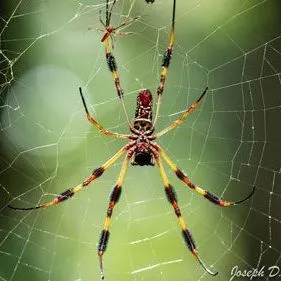 EENY229/IN467: Golden Silk Spider, Trichonephila clavipes (Linnaeus)  (Arachnida: Araneae: Tetragnathidae)