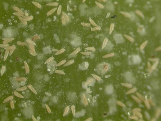 Figure 4. Tomato russet mite (greatly magnified).