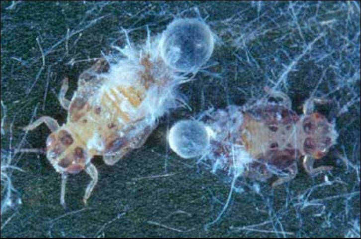 Figure 4. Older nymphs of Boreioglycaspis melaleucae Moore, a psyllid, secreting honeydew. Waxy flocculence has been brushed away.