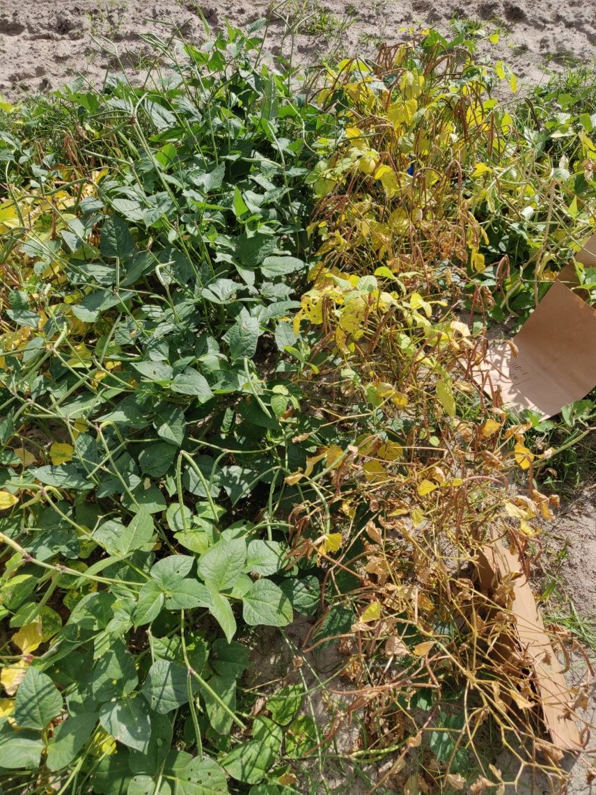 Differential cultivar performance for biotic stresses in Florida. Healthy cowpea cultivar (left) grown next to a pest- and disease-susceptible cultivar (right).