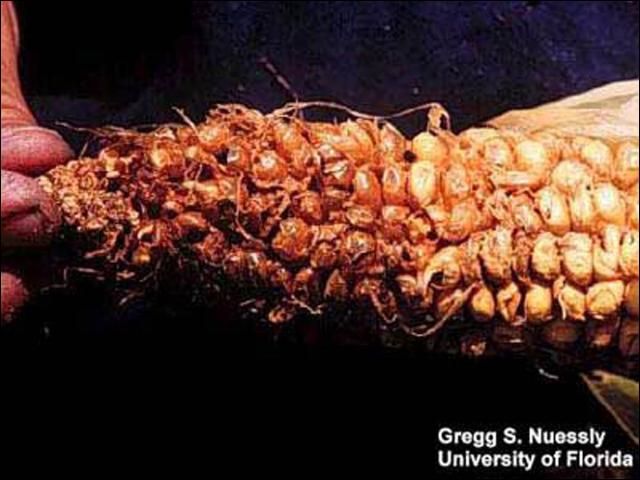 Figure 13. Sap beetle (Carpophilus spp.) larval and adult damage to entire sweet corn ear.