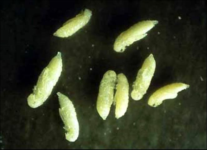 Figure 6. Pupae of southern lyctus beetle, Lyctus planicollis LeConte.