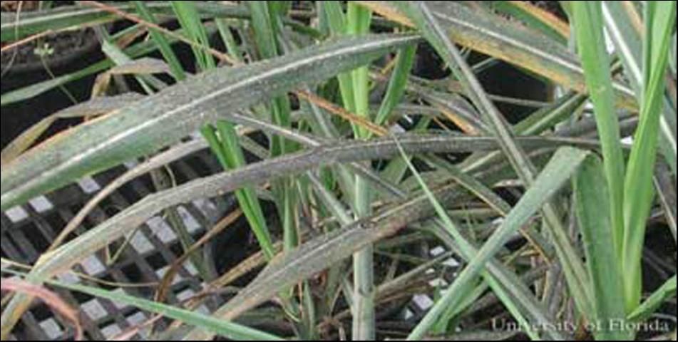 Figure 1. Sooty mold fungus growing on honeydew deposited on lower sugarcane leaves by yellow sugarcane aphids, Sipha flava (Forbes).