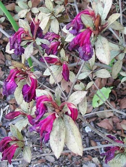 Figure 8. Severe damage caused by azalea lace bug, Stephanitis pyrioides (Scott), feeding.