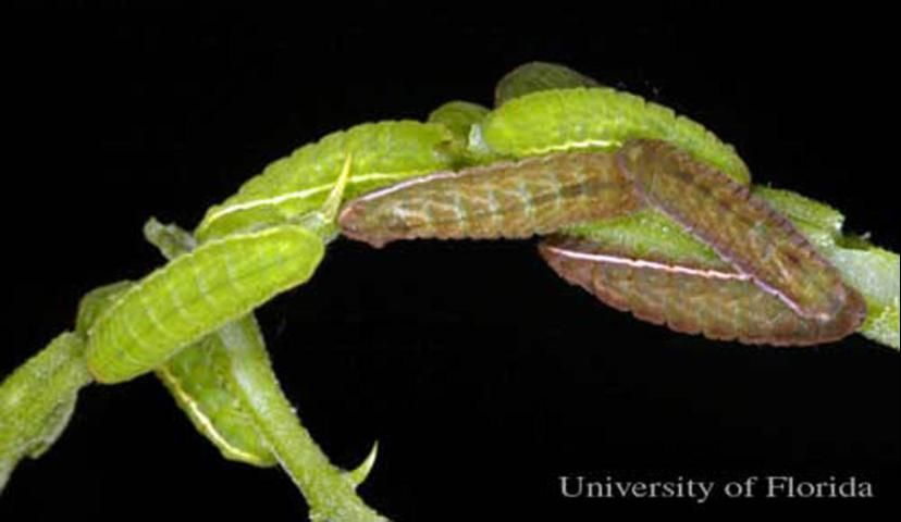 Figure 3. Mature larvae of the Miami blue butterfly, Cyclargus thomasi bethunbakeri (Comstock & Huntington), feeding on gray nickerbean, Caesalpinia bonduc Roxb. (Caesalpiniaceae).