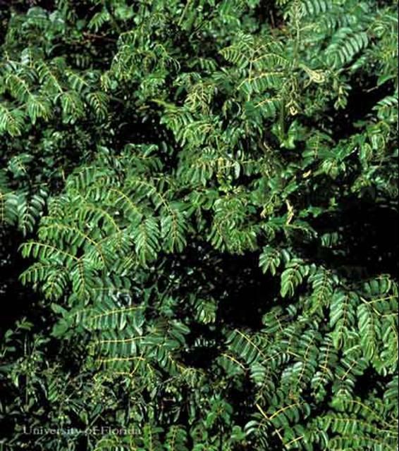 Figure 5. Gray nickerbean, Caesalpinia bonduc Roxb. (Caesalpiniaceae).