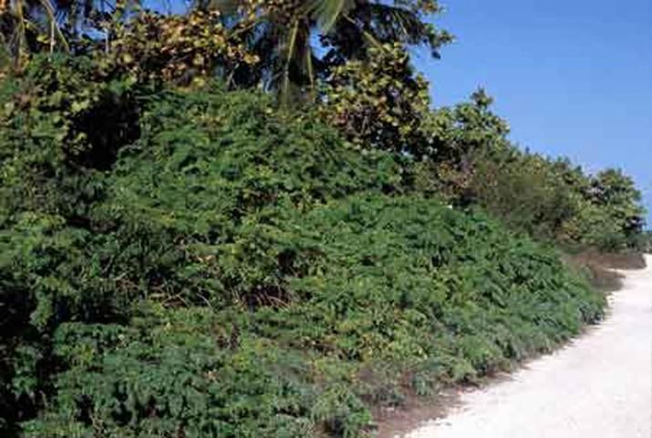 Figure 6. Habitat of the Miami blue butterfly, Cyclargus thomasi bethunbakeri (Comstock & Huntington), in Bahia Honda State Park in the Lower Florida Keys.