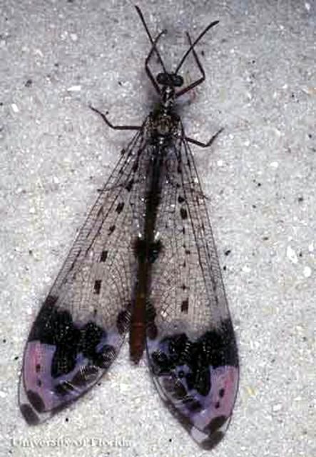Figure 1. Adult Glenurus gratus (Say), an antlion.