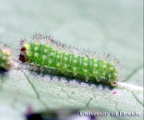 Figure 5. First instar larva of the luna moth, Actias luna (Linnaeus).