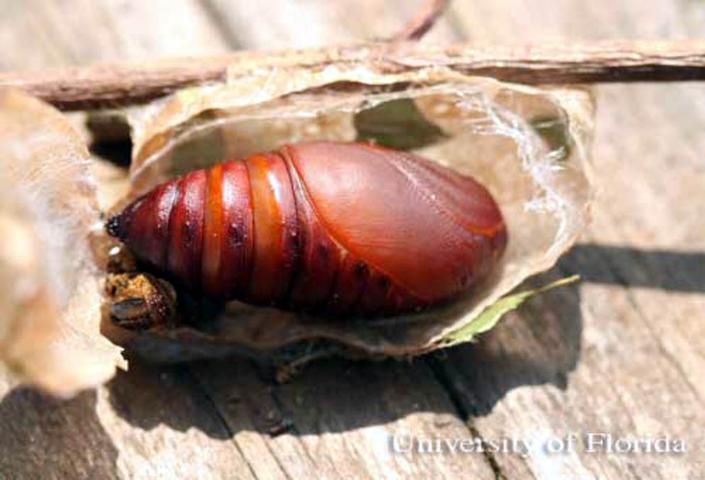 Figure 12. Pupa of the luna moth, Actias luna (Linnaeus). Lateral view.