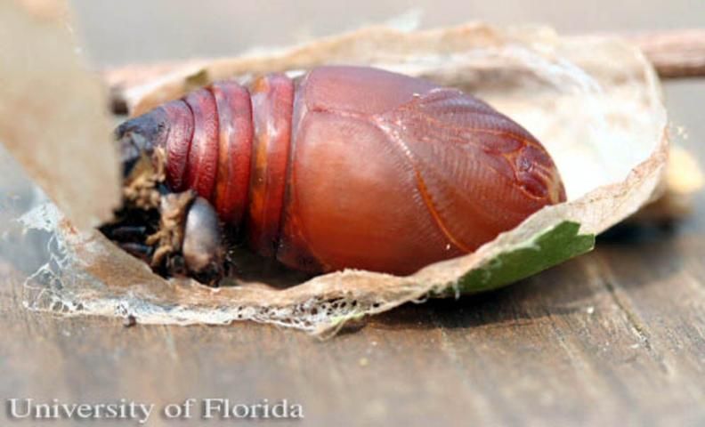 Figure 15. Male pupa of the luna moth, Actias luna (Linnaeus).