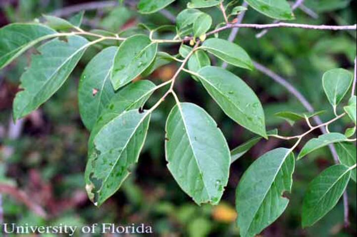 Figure 21. Persimmon, Diospyros virginiana L., a host of the luna moth, Actias luna (Linnaeus).