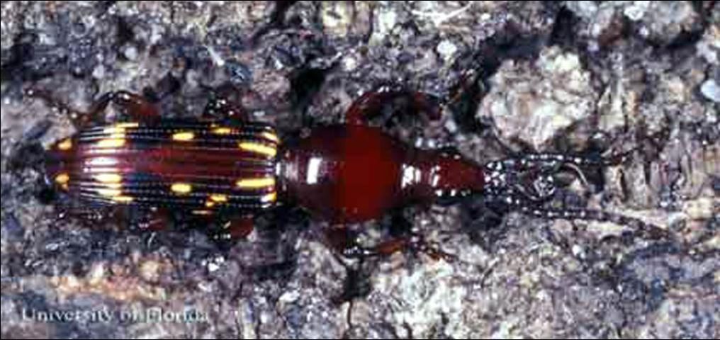 Figure 1. Adult male oak timberworm, Arrhenodes minutus (Drury), a primitive weevil.