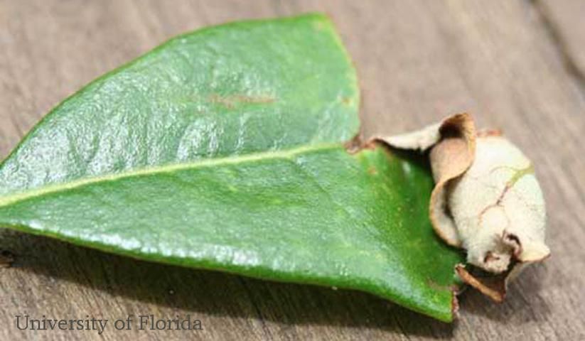 Figure 9. Attached nidus from sand live oak (Quercus geminata Small).