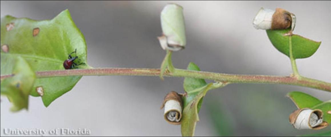 Figure 11. Twig with nidi and leaf showing skeletonized feeding damage (see terminal leaf to left) done by adult Homoeolabus analis (Illiger), a leaf-rolling weevil.