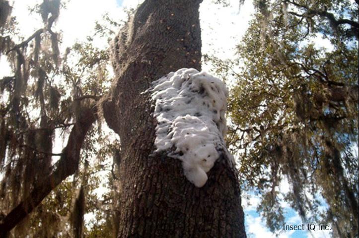 Figure 23. Foam used to subdue colony established in tree.