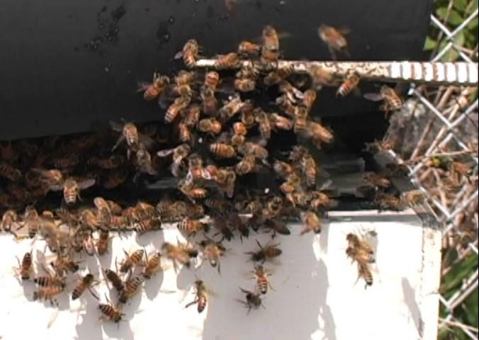 Figure 2. An Africanized bee colony will send out hundreds of guard bees when disturbed.