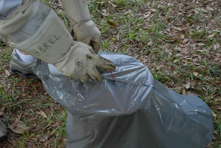 Spraying pesticide through the bag into the trap's opening