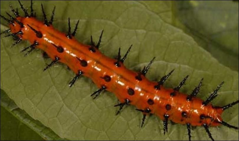 Figure 3. Mature larvae of the Gulf fritillary butterfly, Agaulis vanillae Linnaeus, on corkystem passionflower, Passiflora suberosa L. (Passifloraceae).