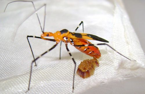 Figure 7. An adult female milkweed assassin bug, Linnaeus, ovipositing eggs in a cage.