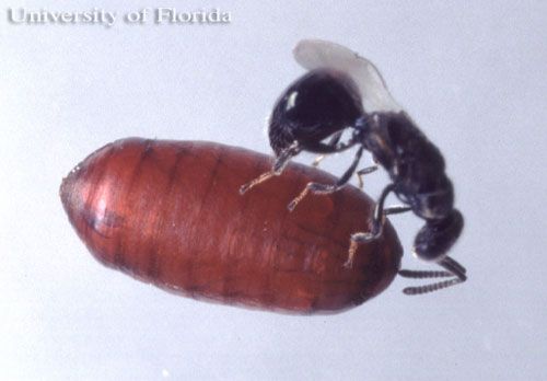 Figure 10. Spalangia sp. wasp parasite probing a fly puparia. A female stings a pupa, lays a single egg, and the wasp larva feeds on and kills the pupating fly.