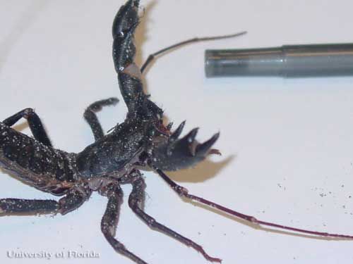 Figure 5. The giant whip scorpion or 'vingaroon', Mastigoproctus giganteus giganteus (Lucas), displaying defensive stance with spread pedipalps.