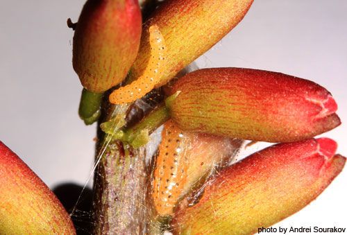 Figure 16. Webbing of the first and second instar larvae, Spring generation, of Agathodes designalis Guenée over the inflorescence of Erythrina herbacea. Photographed in Gainesville, Florida.