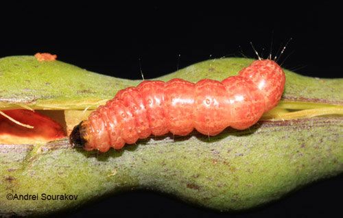 Figure 7. Prepupa of Terastia meticulosalis Guenée. Photographed in Gainesville, Florida.