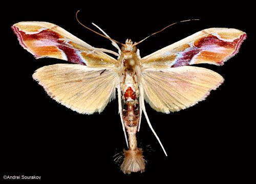 Figure 2. An adult Erythrina leaf-roller, Agathodes designalis Guenée. Photographed in Gainesville, Florida.